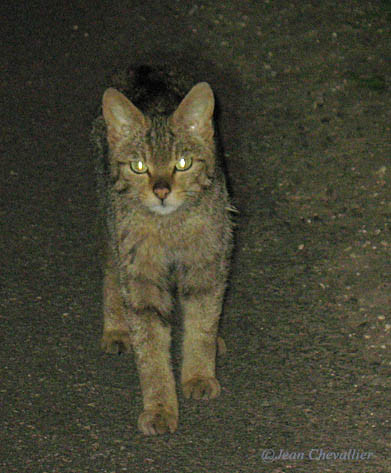 chat sauvage ou chat forestier Felis sylvestris