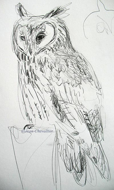 long eared owl