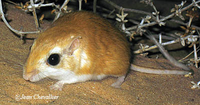 Gerbille gerbillus sp.