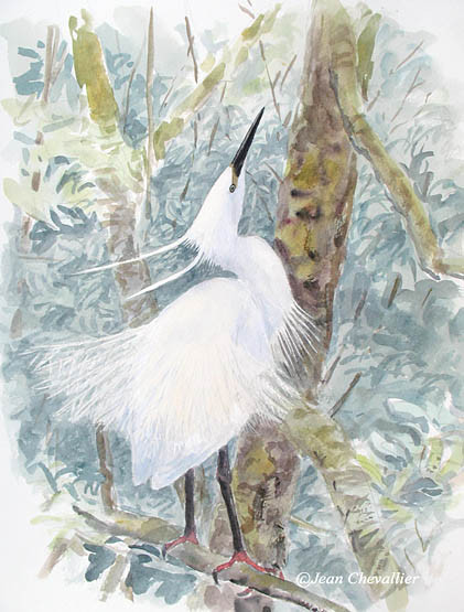 Aigrette garzette (egretta garzetta) Jean Chevallier