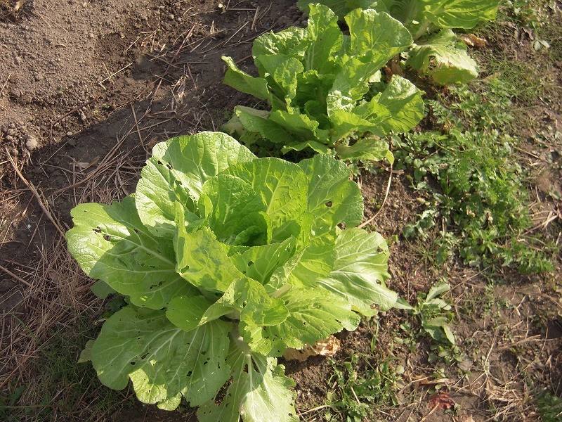 白菜が立派に育っています！自然農法の葉物は土が良くないと巻かないのです^^;