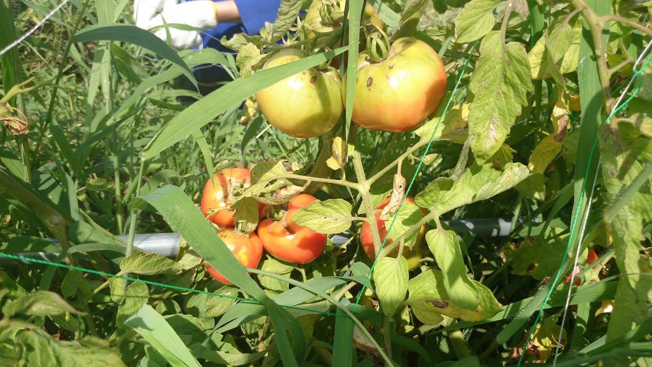 今年初のトマト…トマトも大豊作です(*^O^*)