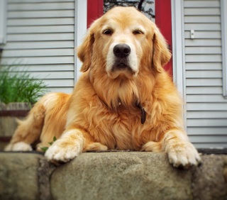 Chien allongé sur un parvis de maison