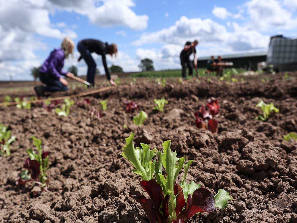 so klein fängt es an: Aber schnell reicht der Salat nicht nur für den eigenen Haushalt,  sondern auch für Freunde und Nachbarn