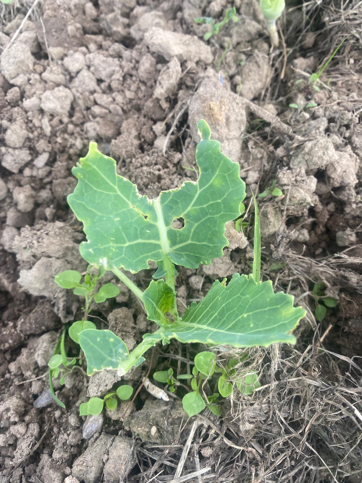 Angeknabberter Kohlrabi der neue Blätter nachschiebt. Rundherum steht Vogelmiere (essbar)