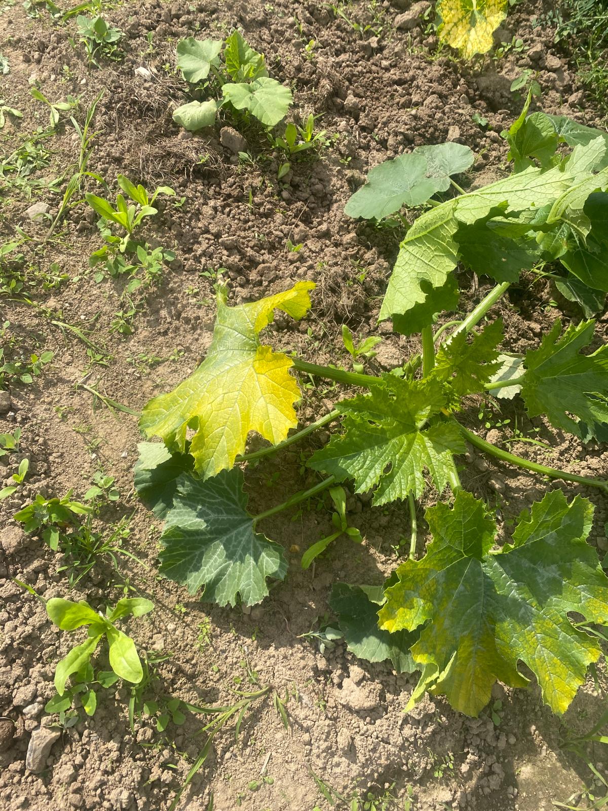 Zucchini mit gelbem Blatt. Unten links kommt eine Ringelblume. (Essbar, verschönert jeden Salat :)