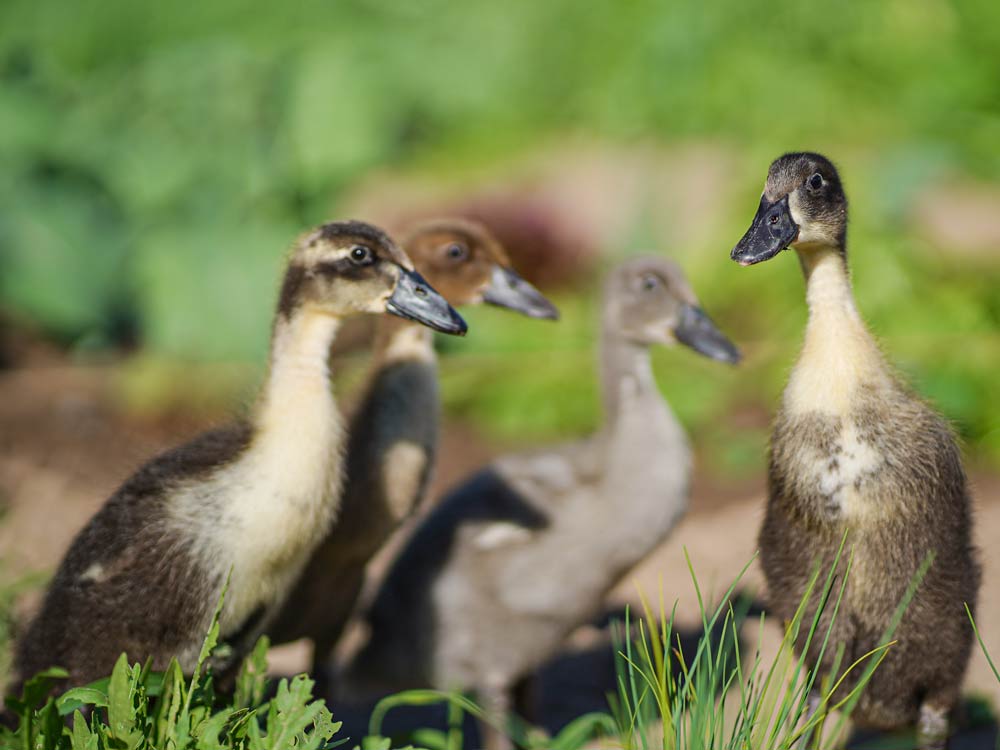 »Kommt ... wir gehen paar Schnecken naschen!« ... Zum Glück waren bisher kaum Schnecken für unsere Enten zu finden :)