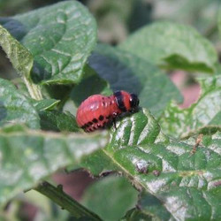 Kartoffelkäfer Raupe
