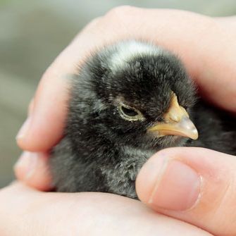 junger Vogel in einer schützenden Hand als Symbol für TBT in der Traumatherapie