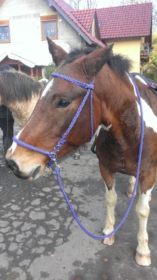 Trense mit Sidepull und passenden Zügeln in lila,royalblau