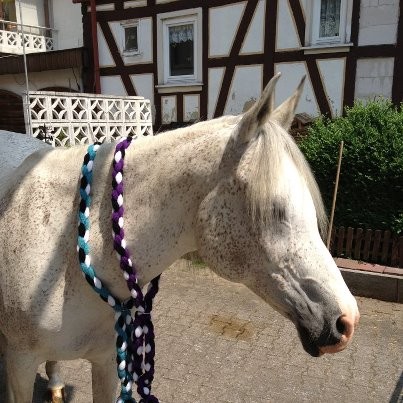 Halsriemen aus Wolle in verschiedenen Farben