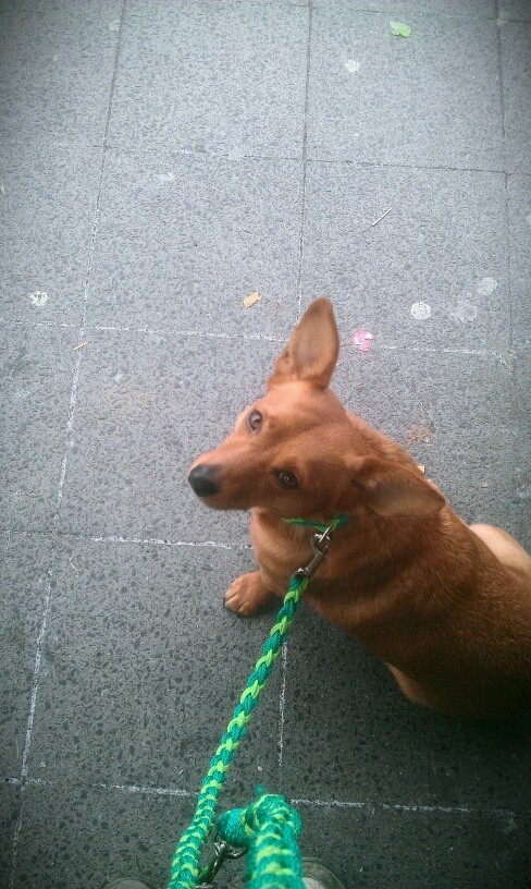 Hundeleine mit Halsband