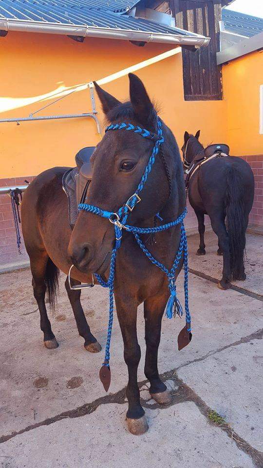 Gebisslose Westerntrense