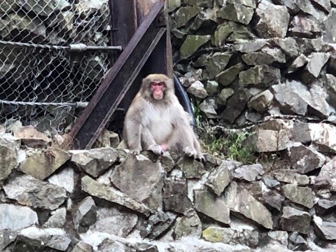 Snow monkey watching visitors to the Shibu Onsen / 観光客を見つめる地獄谷の猿