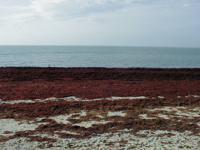 Une plage a ST gildas de Rhuys , recouverte d'algues rouge(dedicace à Patrick P)