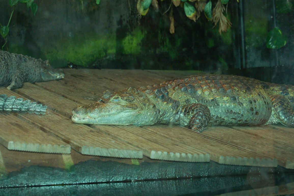 Nausica : crocodile