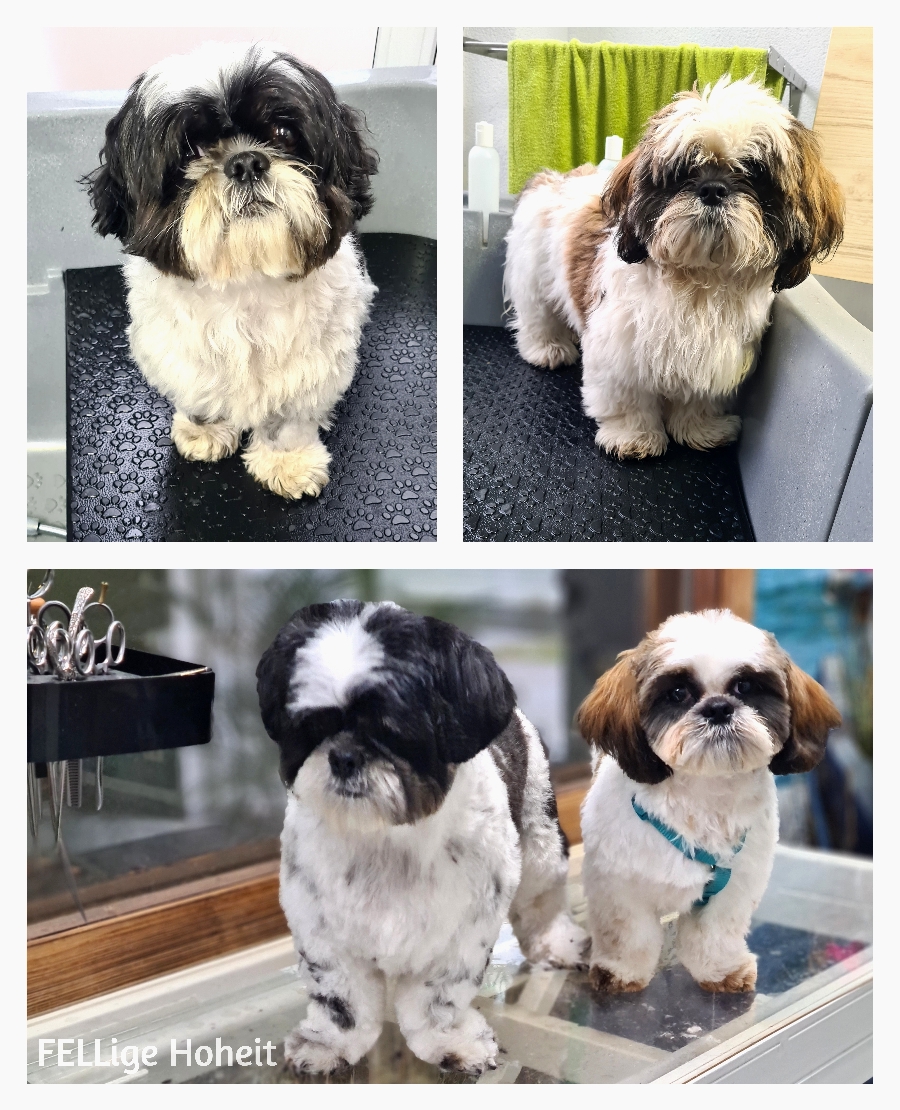 Shi-tzu Liebchen im Doppelpack♥️♥️