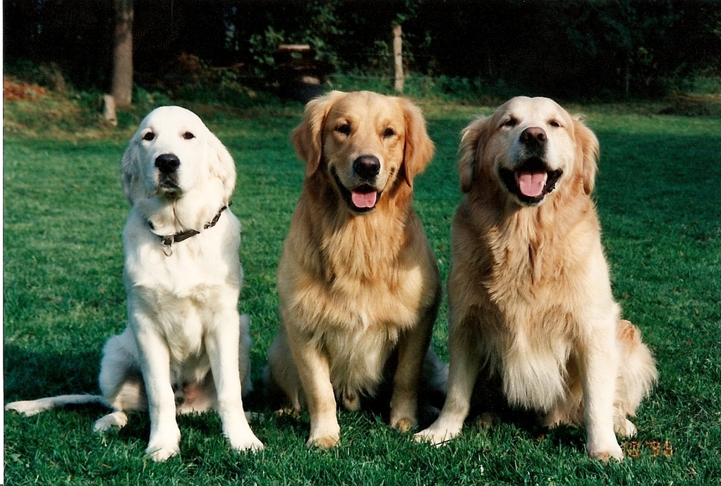 Kenzo, Doyan und Dusty im Oktober 1996