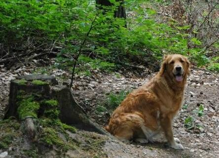 - beim Waldspaziergang -
