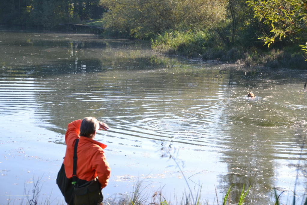 Die Schwimmstrecke ins Schilf zur Suche.