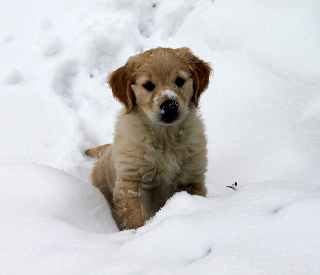 - im Schnee -