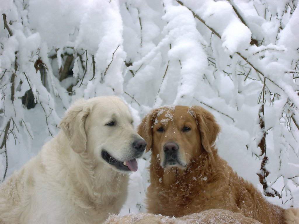 Die Unzertrennlichen - Sunny und Doyan