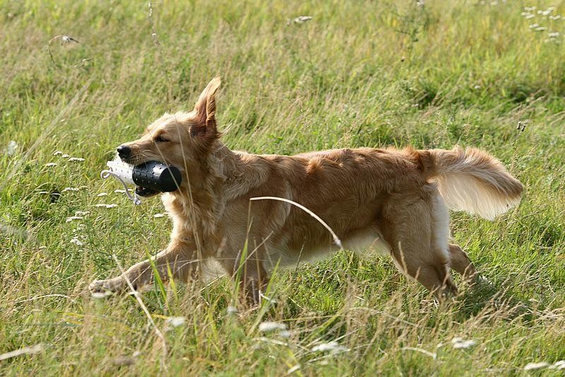 Egal ob mit Dummy oder Wild -