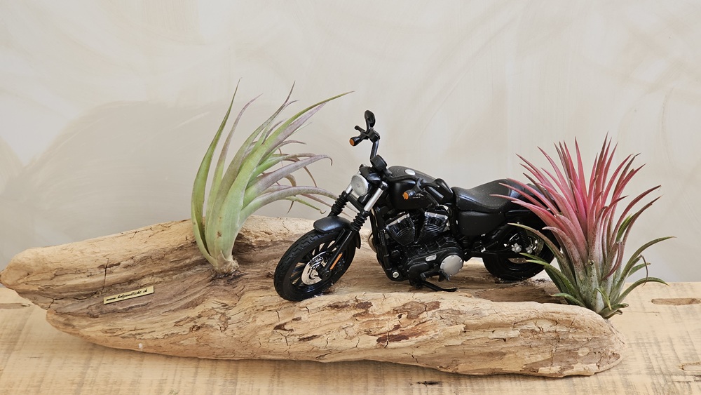 Harley sur bois flottant