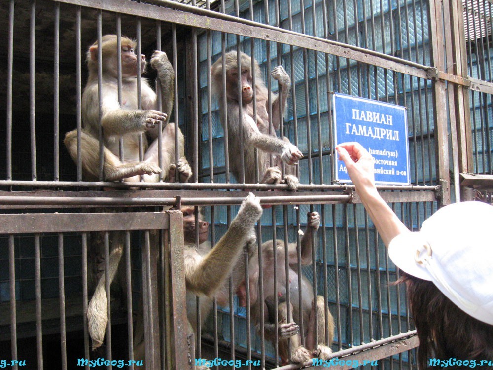 Обезьянник в сухуми. Сухумский питомник обезьян. Абхазия сухум обезьяний питомник. Сухумский обезьяний питомник абхазия сухум. Сухумский обезьянник абхазия.