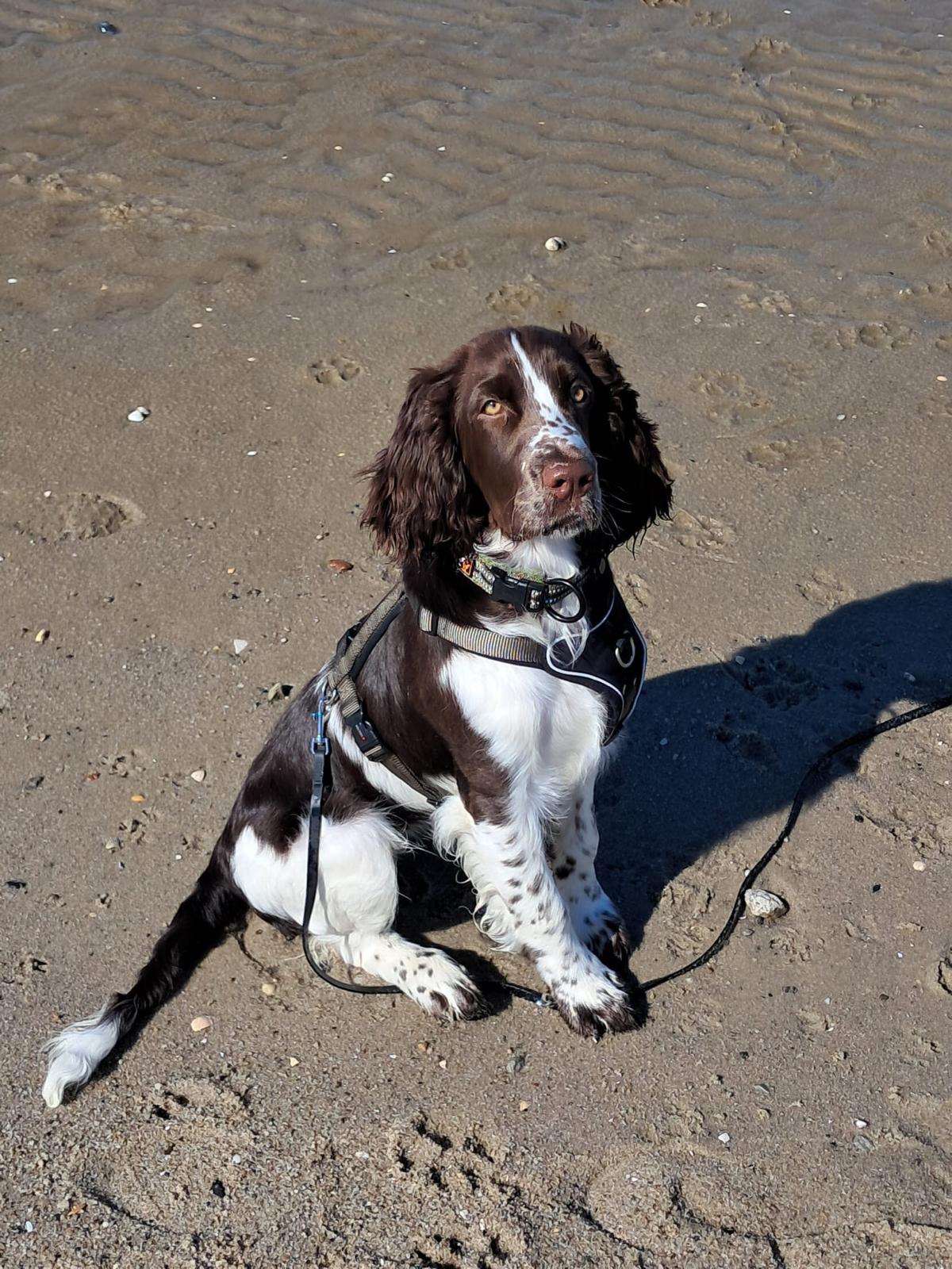 Nova, English Springer Spaniel, PSB-Assistenzhund