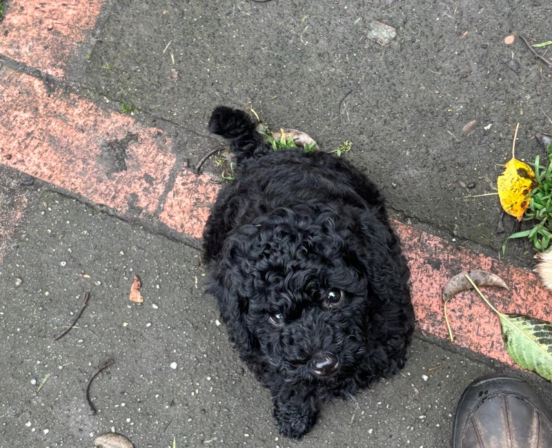 Purzel, Kleinpudel, Therapiehund 