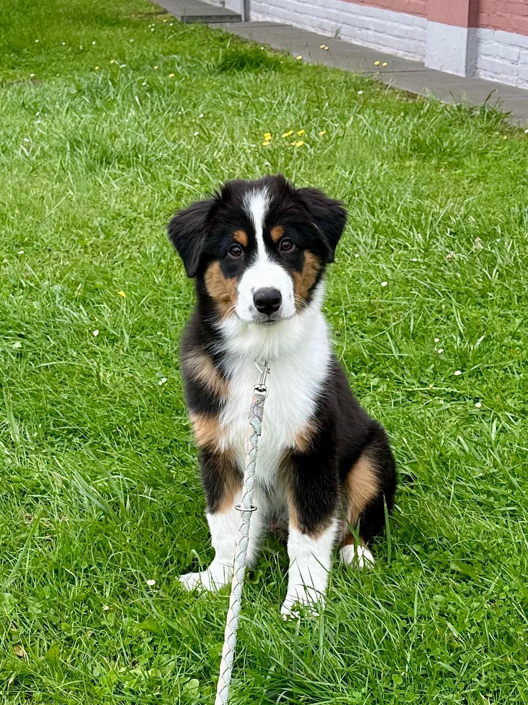 Fridolin, Australian Shepherd, PSB-Assistenzhund