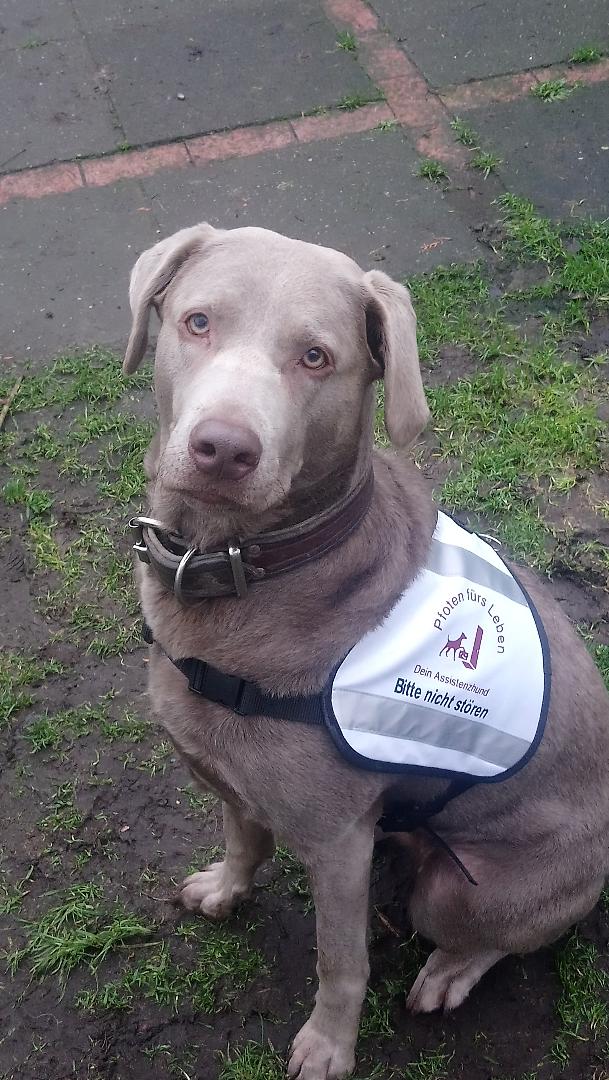 Chelsea, Labrador, Vorführhund für Warn- und Anzeigehund-Aufgaben