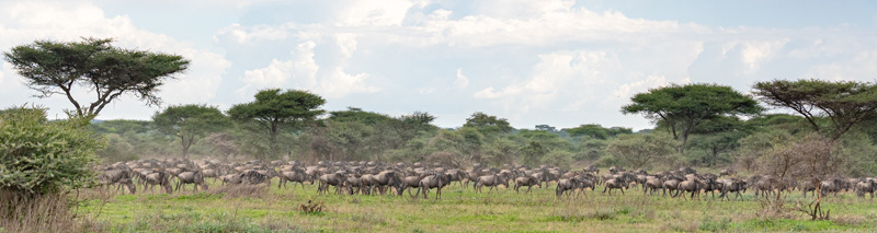  Migration de Gnou bleu à barbe blanche de l’ouest, Connochaetes taurinus mearnsi