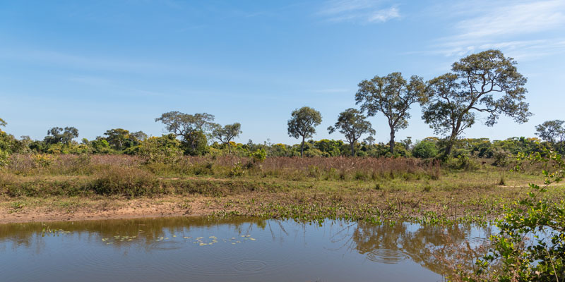 Paysage du Pantanal