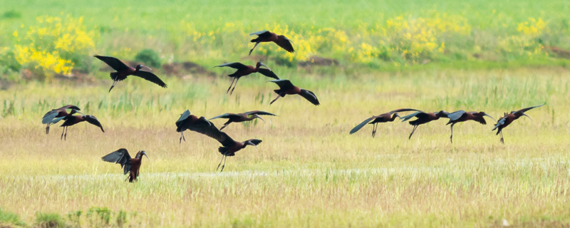 Glossy Ibis, Plegadis falcinellus