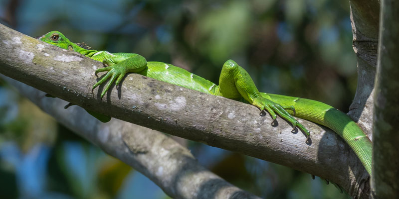 Iguane Vert, Iguana iguana