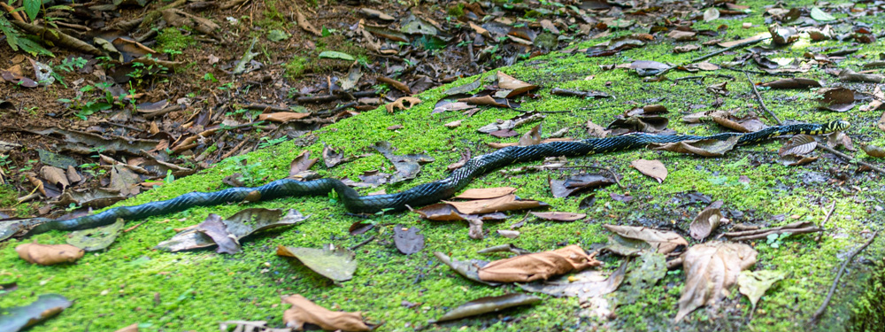 Spilotes pullatus. Enorme individu qui nous barrait le chemin!