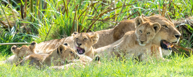 Série de photos d'une famille de Lion , Panthera leo