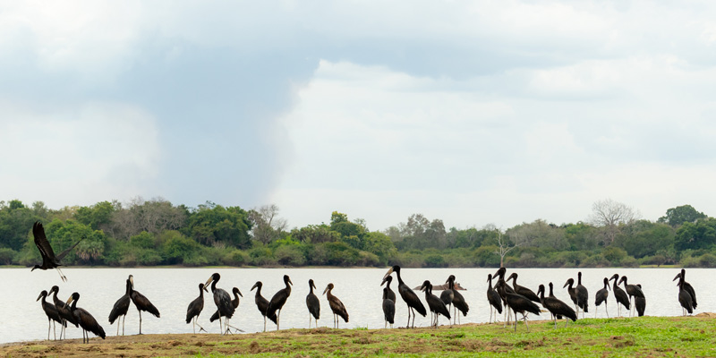 Bec-ouvert africain, Anastomus lamelligerus en bord de rivière. 