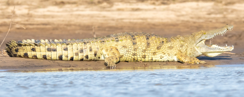 Enorme individu du Crocodile du Nil, Crocodylus niloticus 