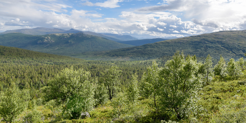 Foret la plus élevée en altitude de la Norvège, vallée de Valdes