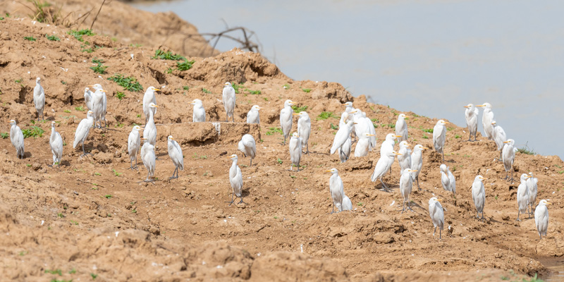 Héron garde-boeufs, Bubulcus ibis