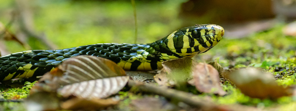 Tropical Chicken Snake,Spilotes pullatus