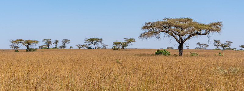 Senkele Swayne's Hartebeest Sanctuary