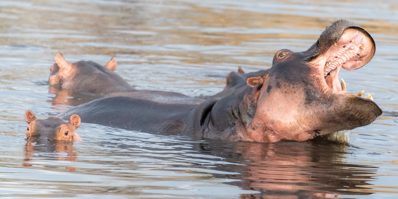 Famille d' Hippopotame amphibie, Hippopotamus amphibius