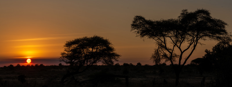 Coucher de soleil sur la savane de Ruaha