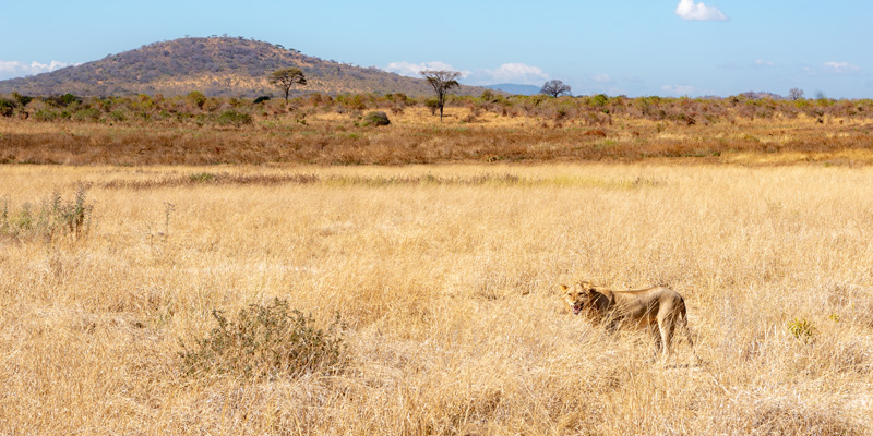 Lion, Panthera leo