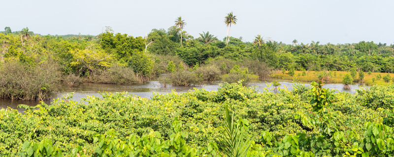 Zone humide d'Ebi Mangrove 