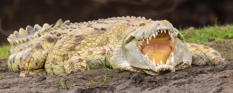 Crocodile du Nil, Crocodylus niloticus 